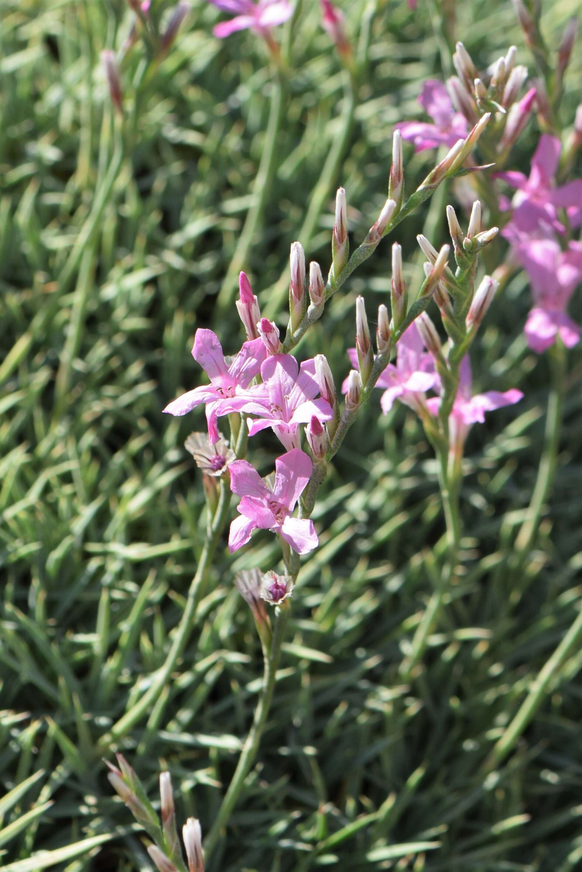 Image of Acantholimon acerosum (Willd.) Boiss.