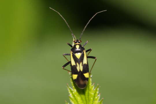 Image of Grypocoris sexguttatus (Fabricius 1777)