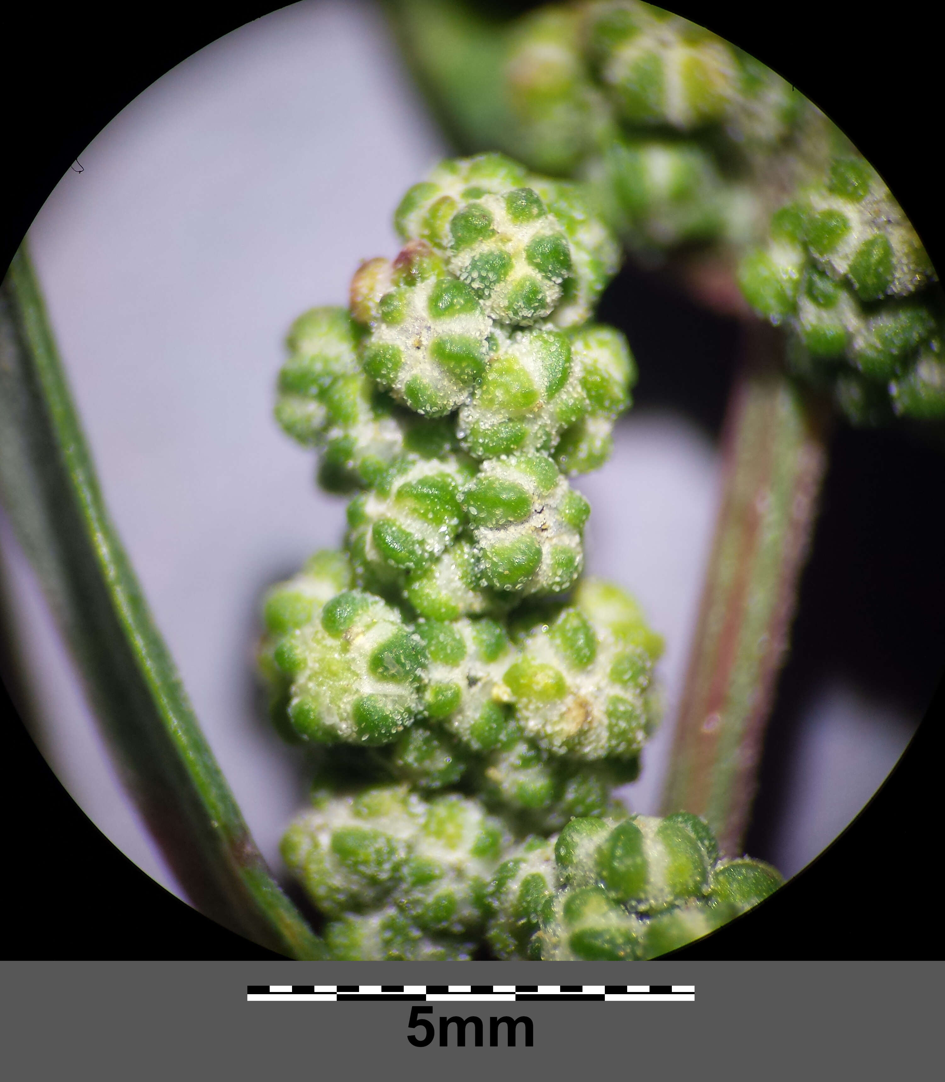 Plancia ëd Chenopodium strictum Roth