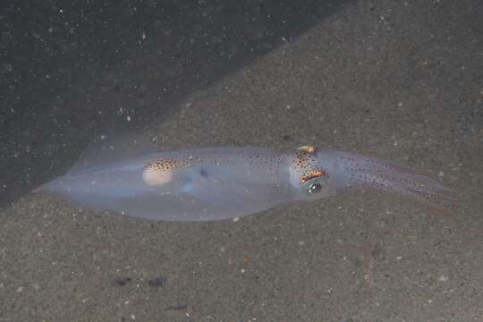 Image of little squid