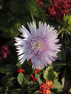 Imagem de Stokesia