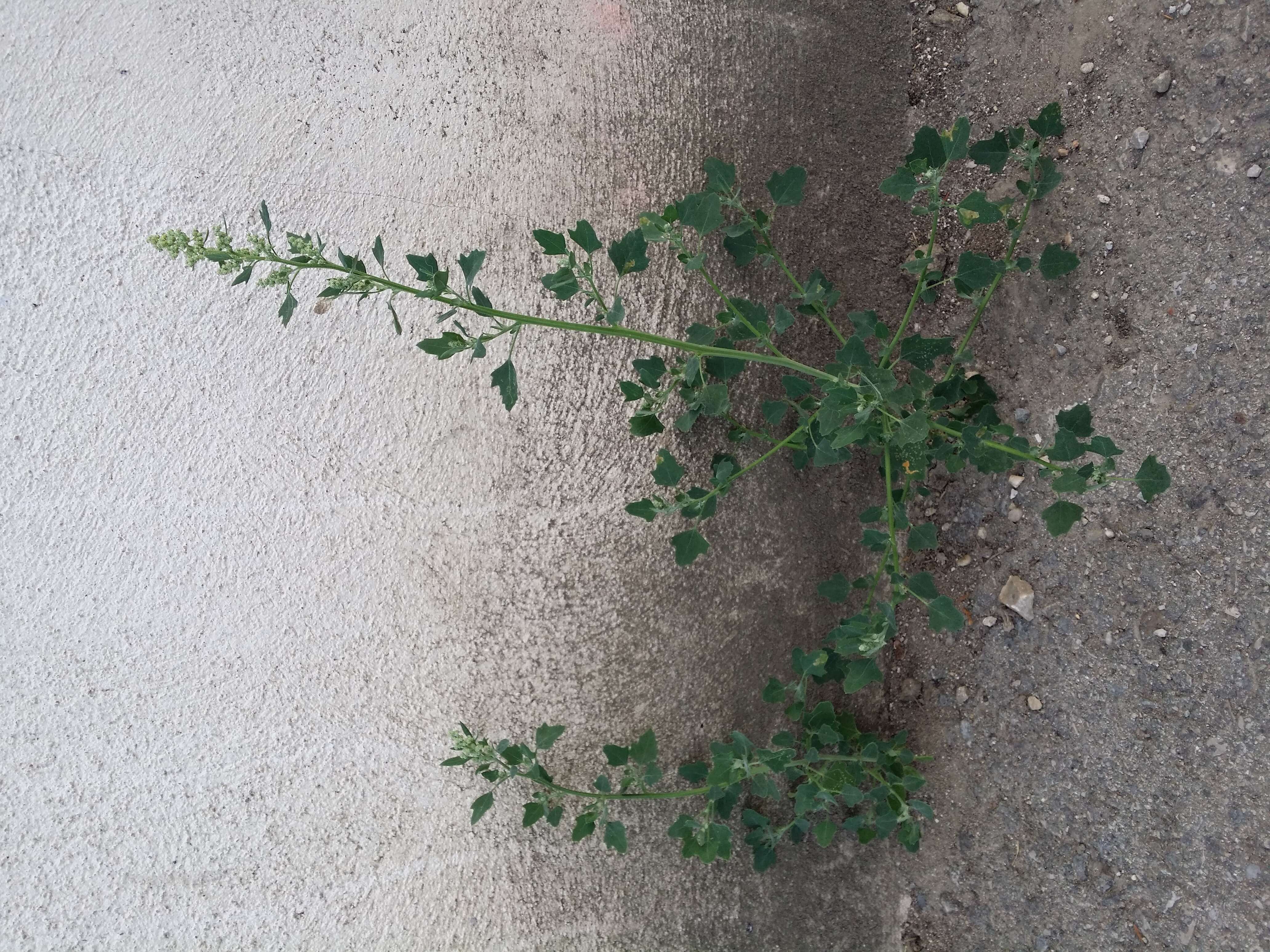 Plancia ëd Chenopodium opulifolium Schrader