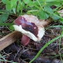 Image of <i>Russula queletii</i>