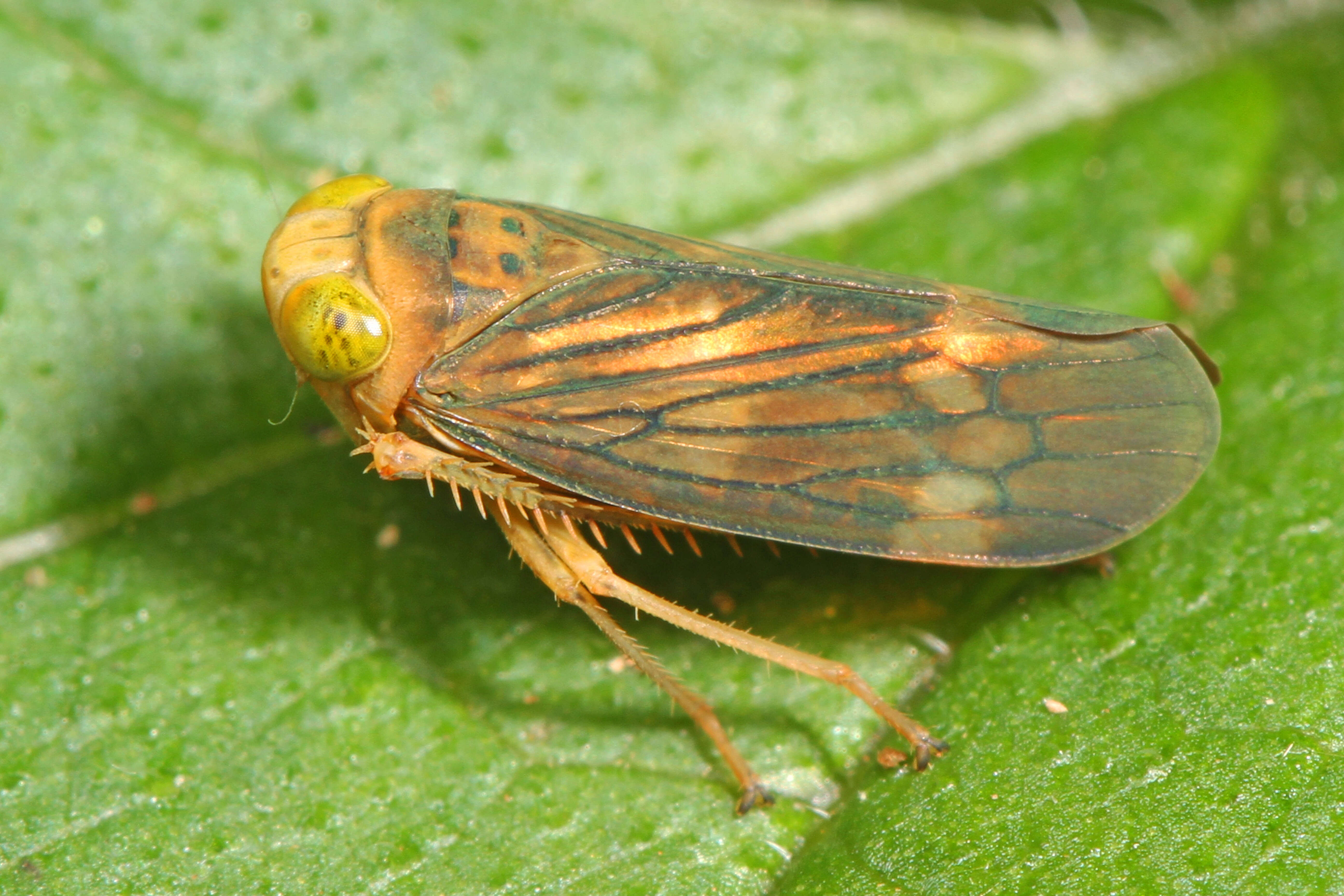 Image of Jikradia olitoria