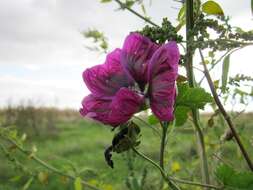 Image of high mallow