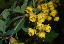 Image de Berberis lycium Royle