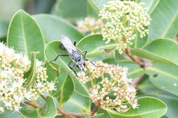 Image of Syzygium caryophyllatum (L.) Alston