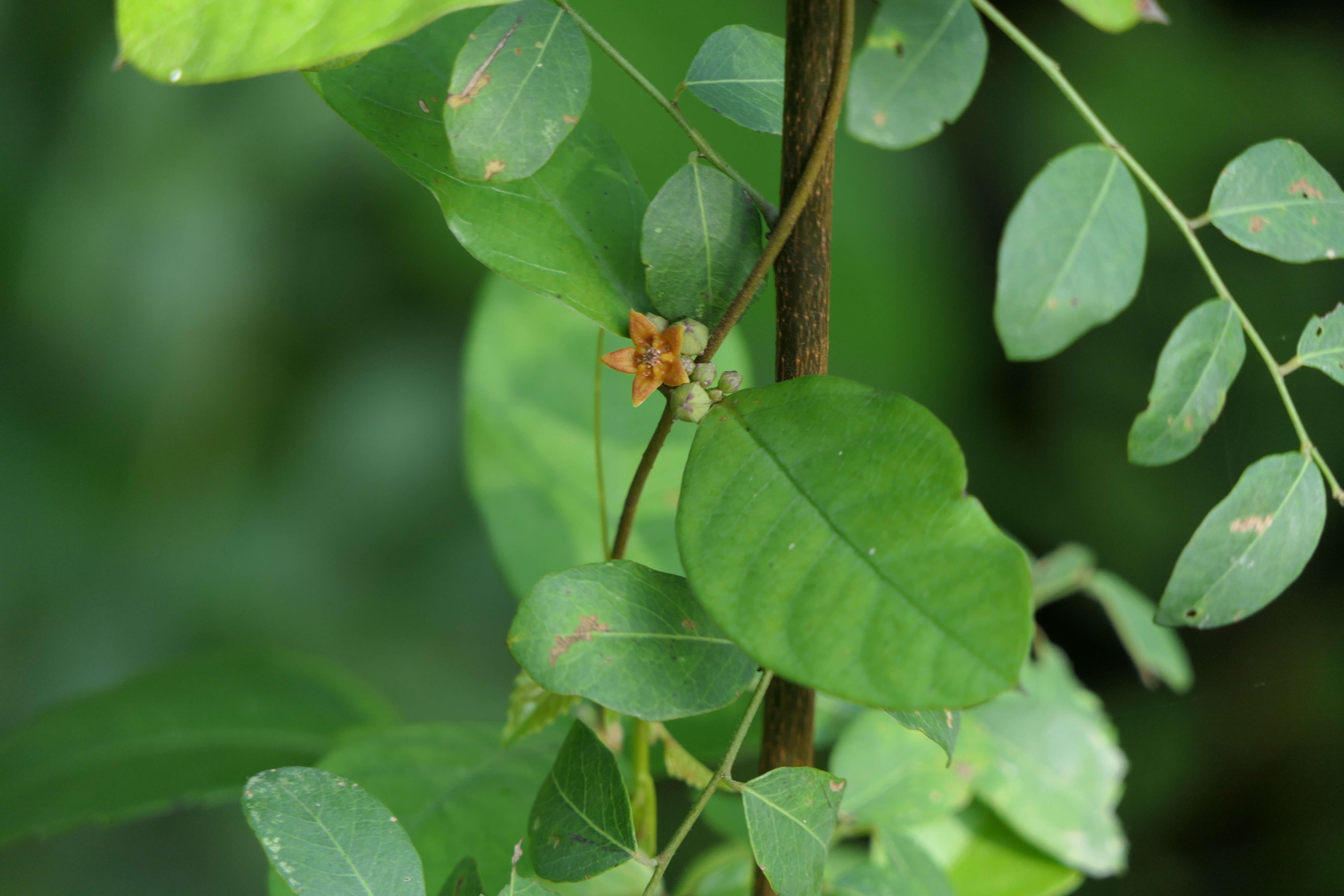 Image de Hemidesmus indicus (L.) R. Br.