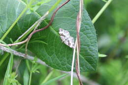 Image of common carpet