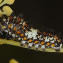 Image of Papilio zelicaon Lucas 1852