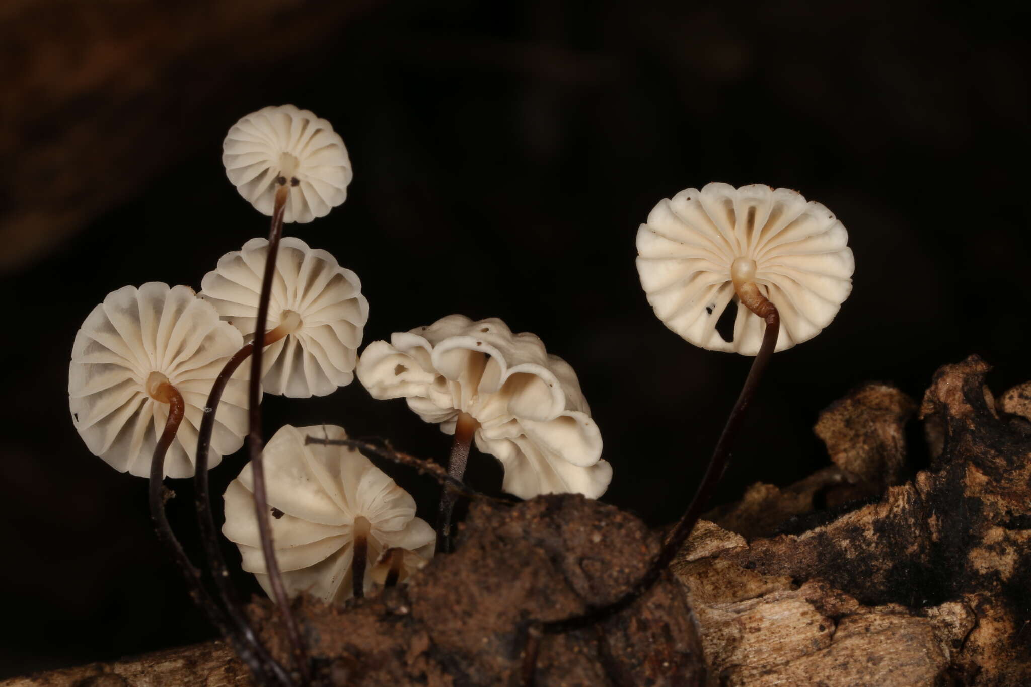 Image of Marasmius rotula (Scop.) Fr. 1838