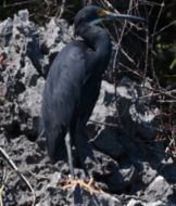 Image of <i>Egretta garzetta dimorpha</i>