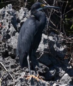 Image of <i>Egretta garzetta dimorpha</i>
