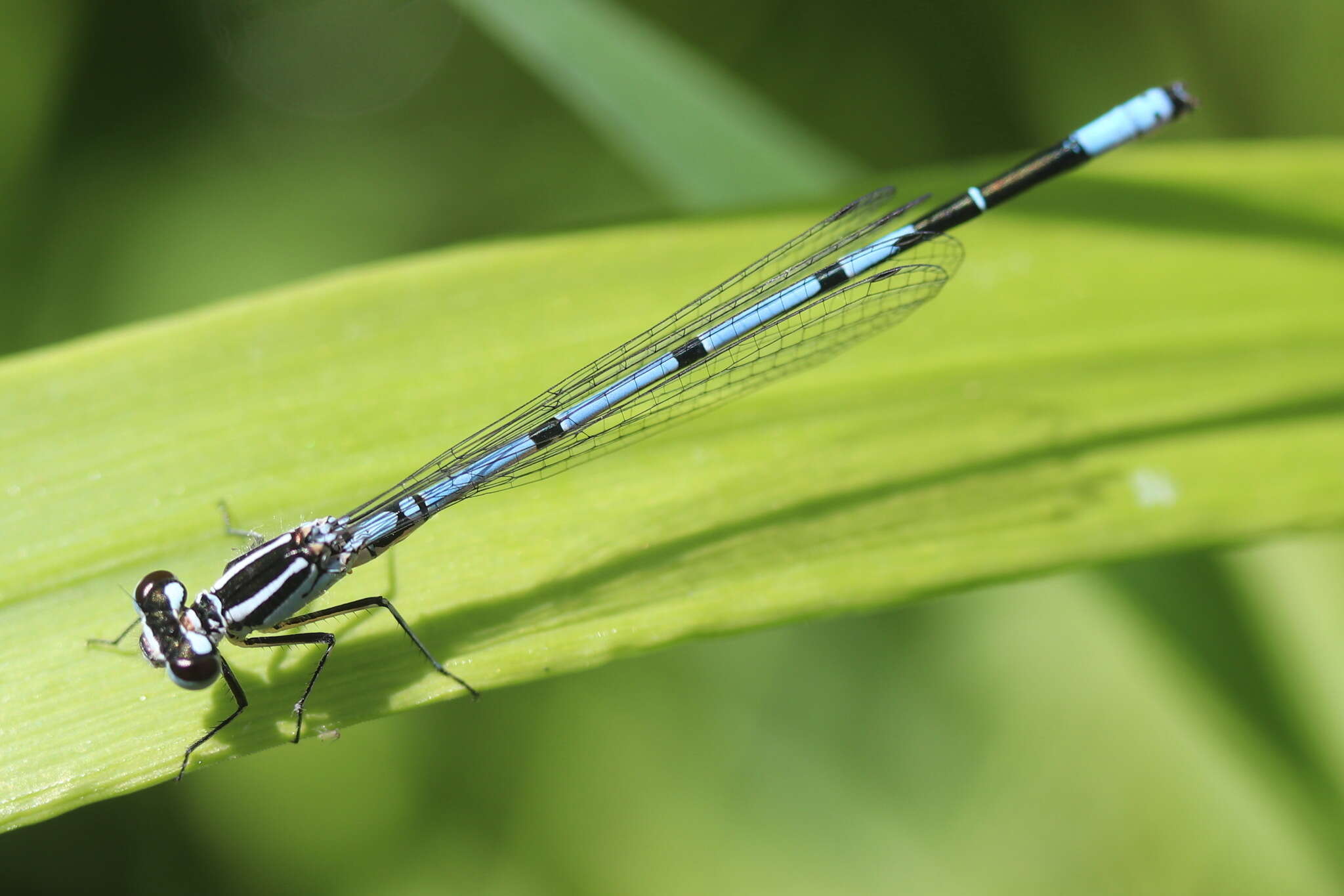 Image of Azure Bluet