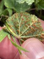 Image of Puccinia malvacearum Bertero ex Mont. 1852