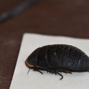Image of Polyphaga aegyptiaca (Linnaeus 1758)