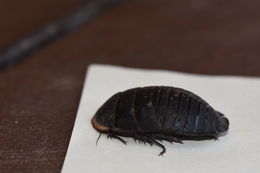 Image of Polyphaga aegyptiaca (Linnaeus 1758)