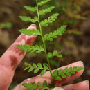 Image of <i>Woodsia obtusa</i>