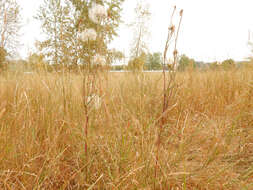 Image of yellow salsify