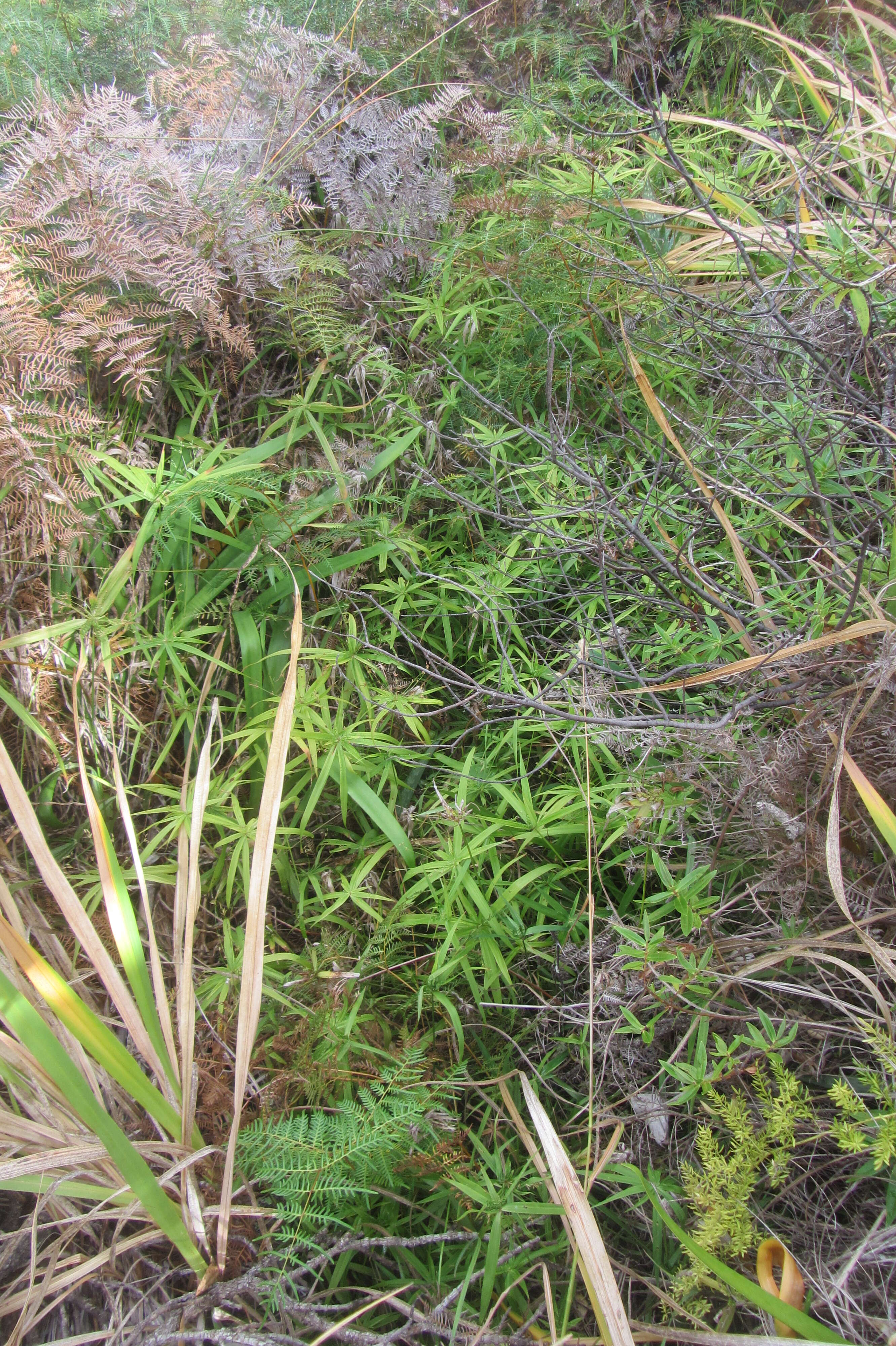 Image of Cyperus albostriatus Schrad.