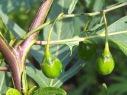 Image of Kangaroo Apple