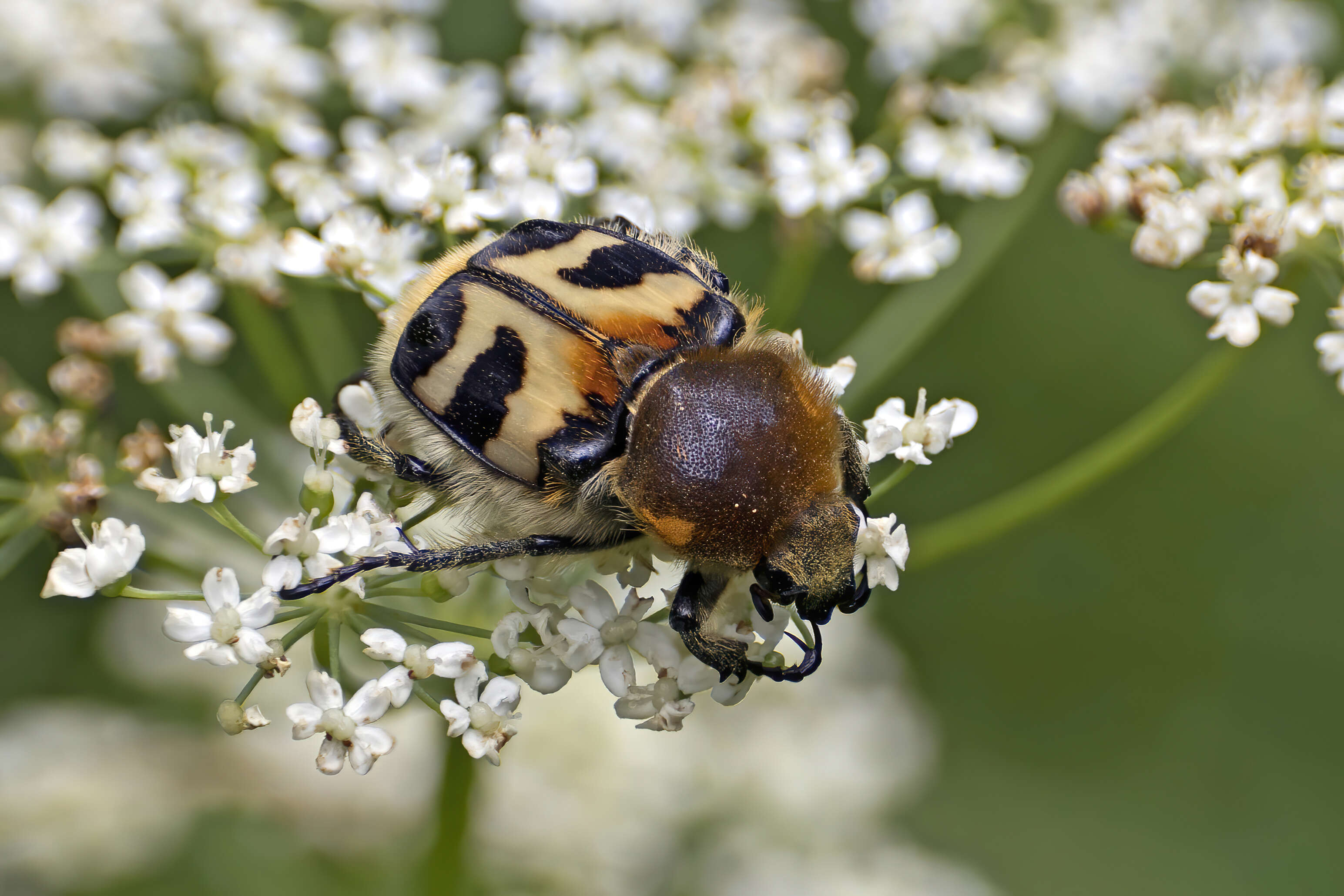 Image of Bee beetle