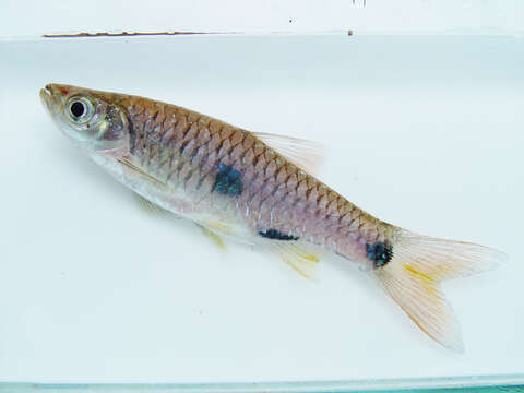 Image of Rasbora