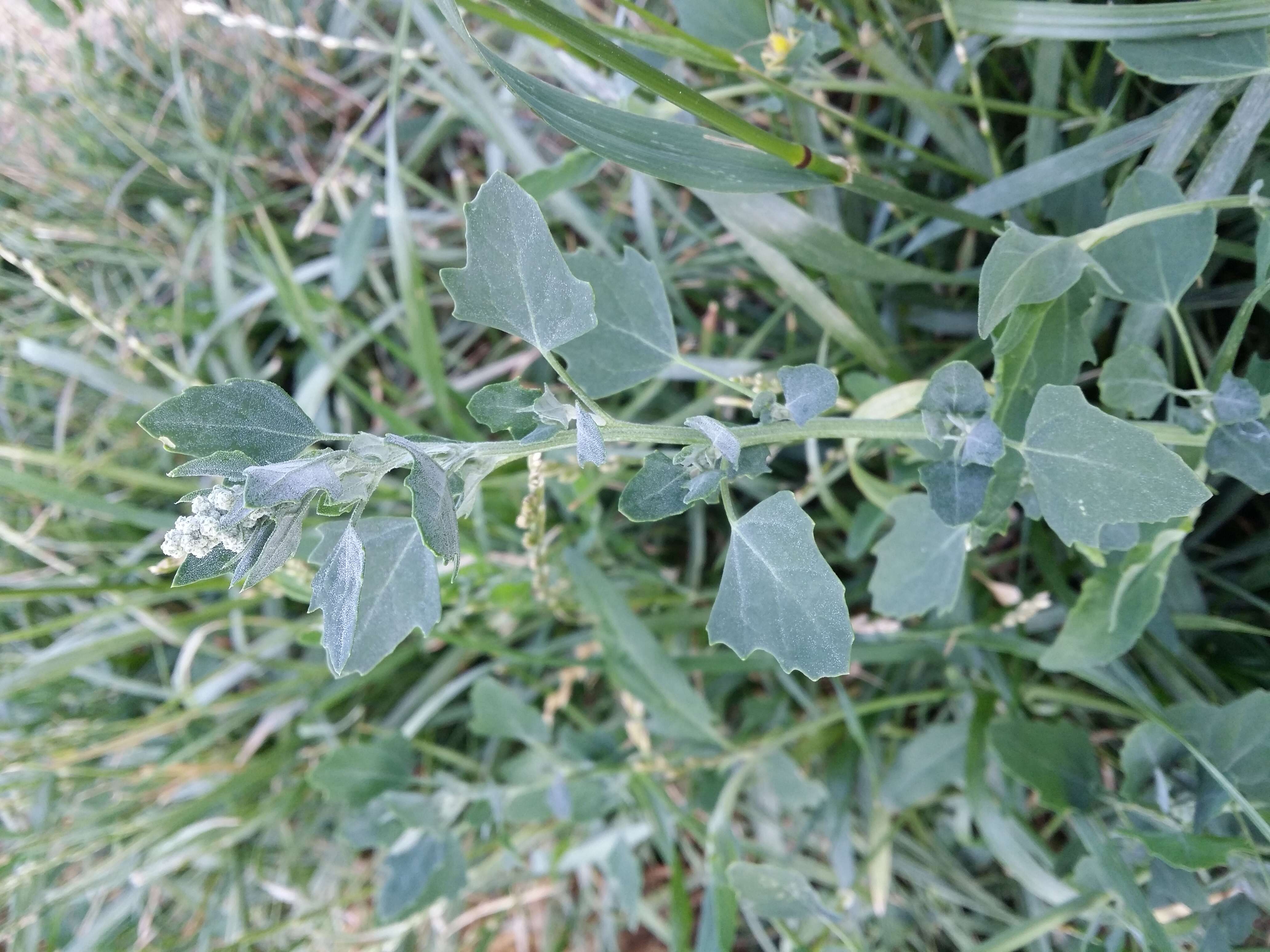 Plancia ëd Chenopodium opulifolium Schrader