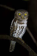 Image of African Barred Owlet