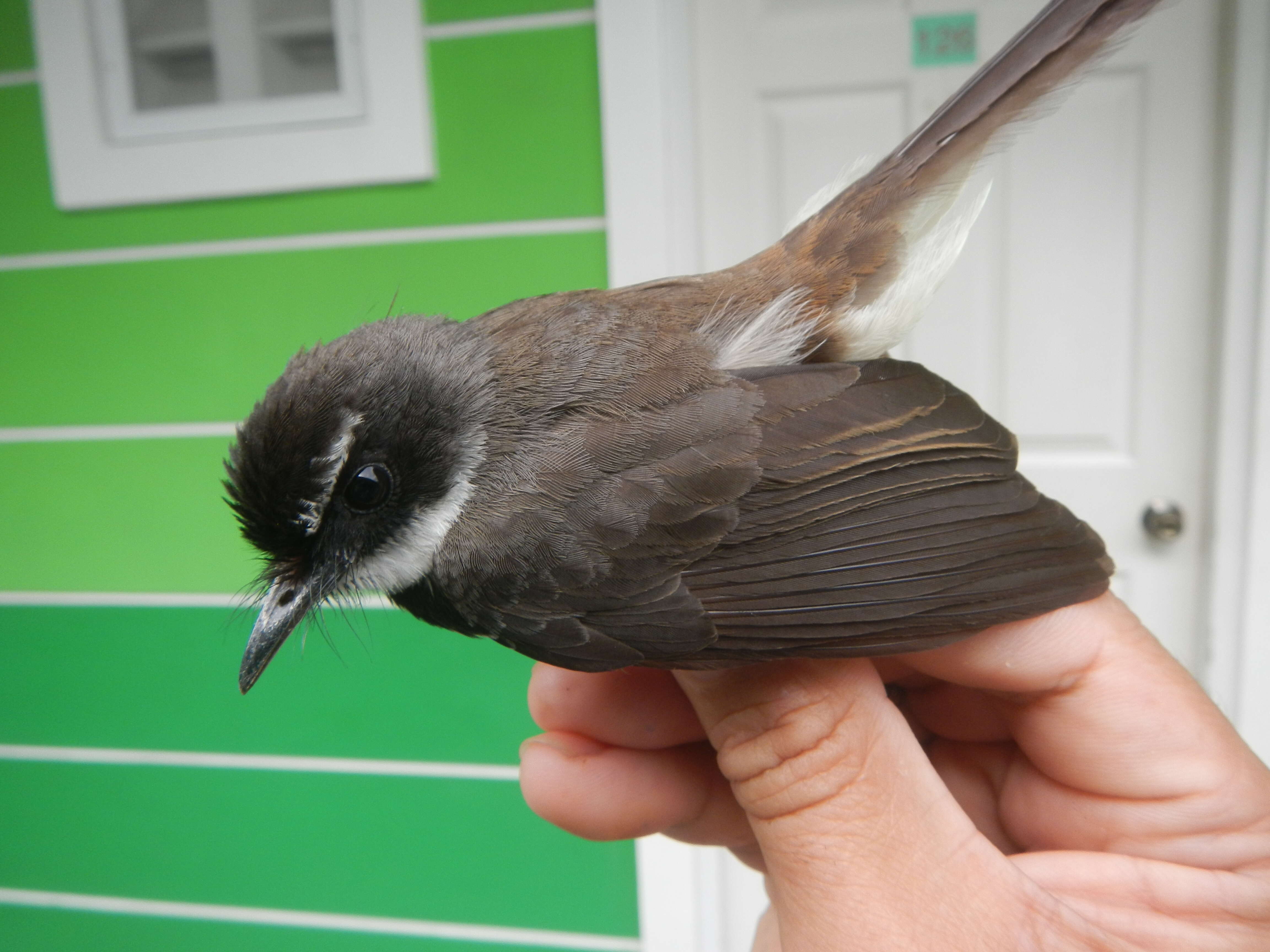 Image of Philippine Pied Fantail