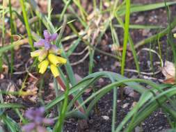 Image of Muscari macrocarpum Sweet