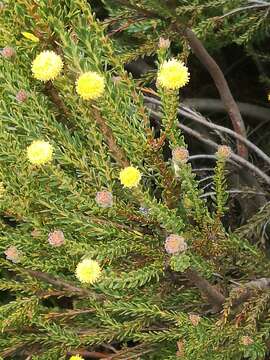 Image of Cape Flats Conebush