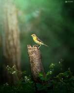 Image of Baya Weaver