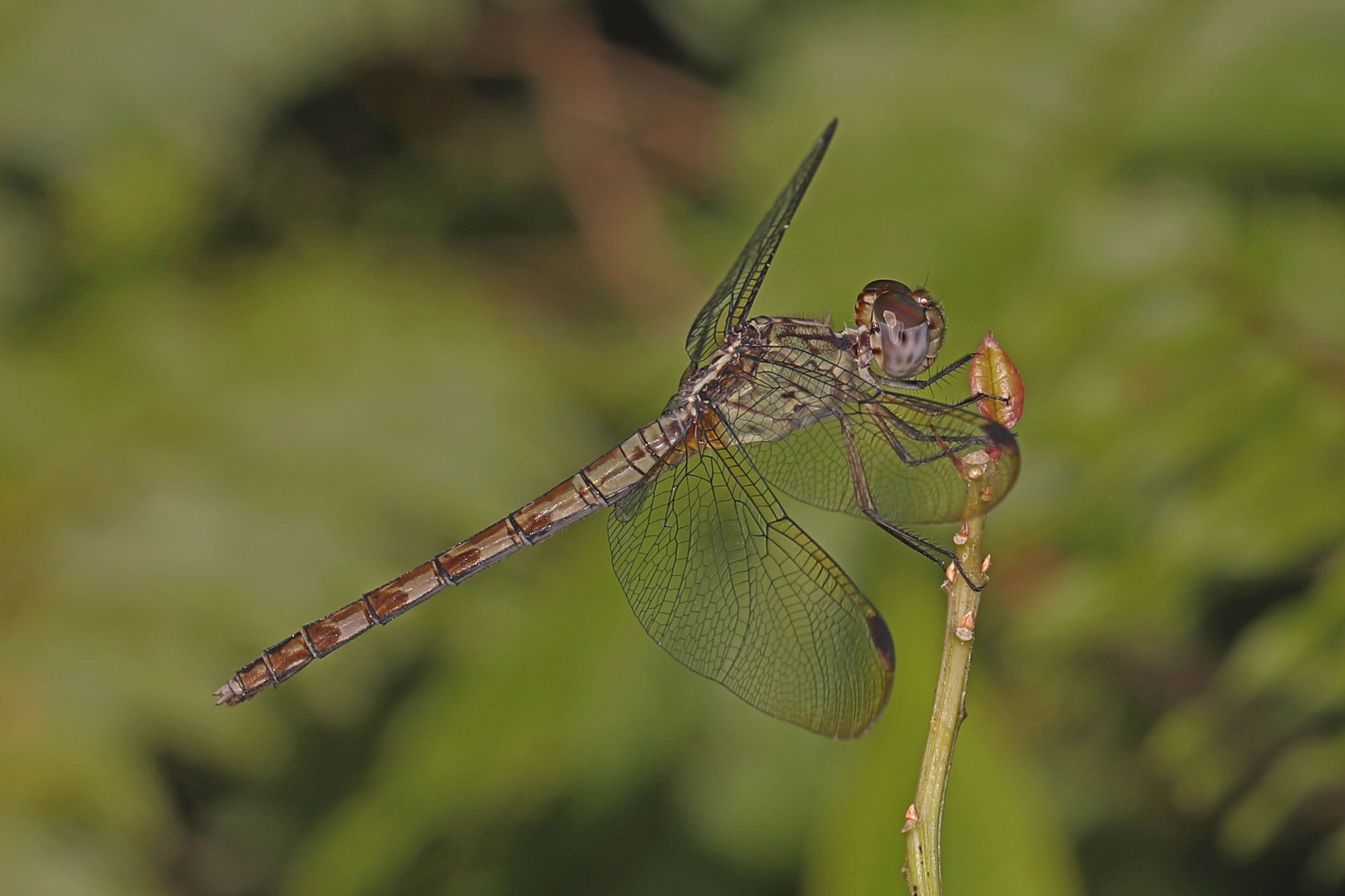 Sivun Erythrodiplax umbrata (Linnaeus 1758) kuva