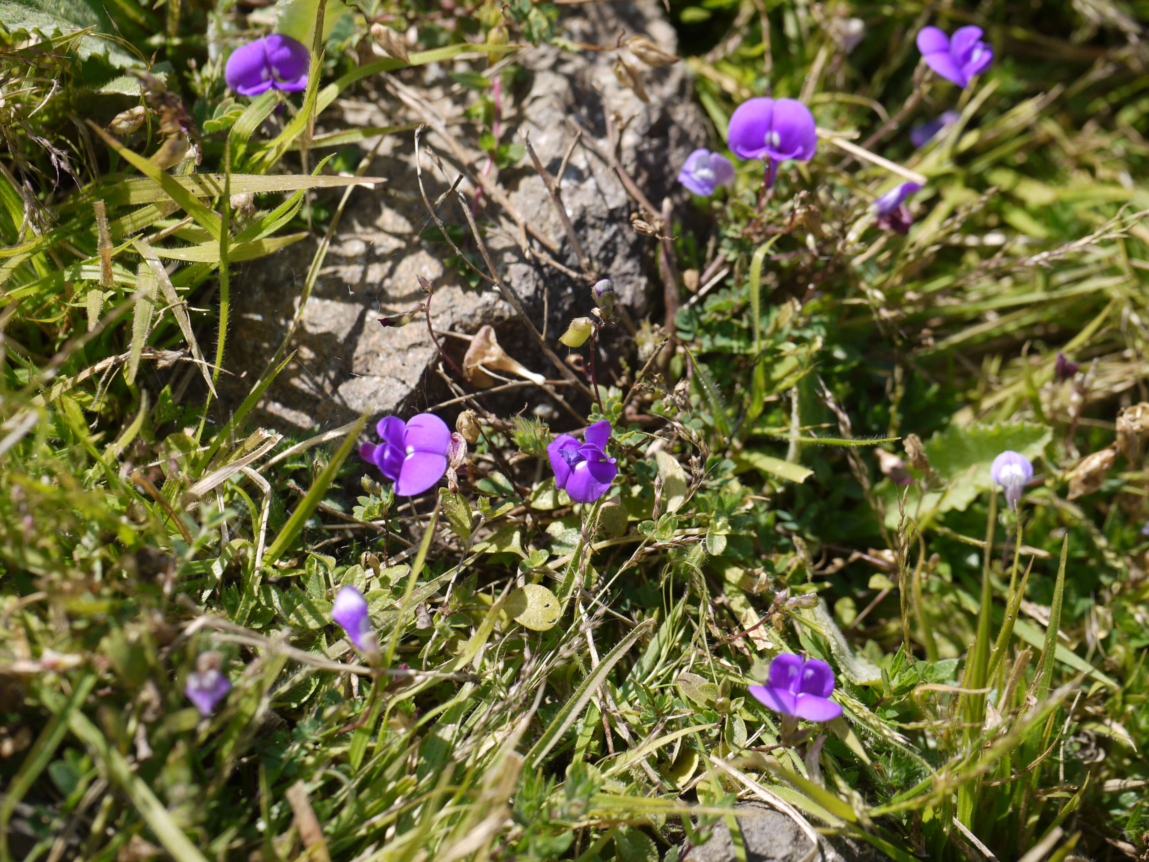 Слика од Smithia purpurea Hook.