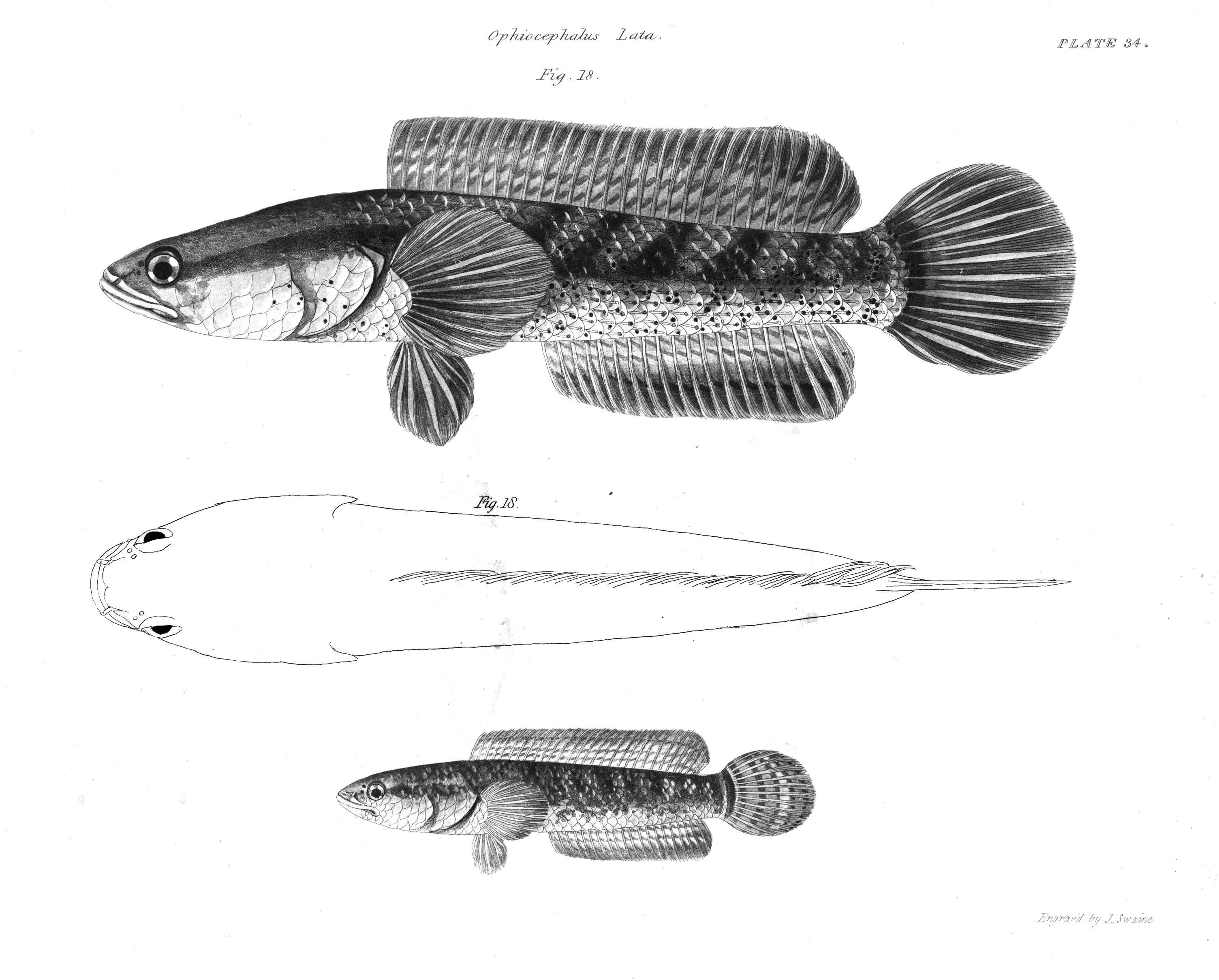 Image of Spotted snakehead