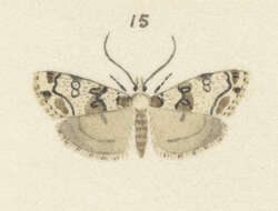 Eudonia locularis Meyrick 1912的圖片