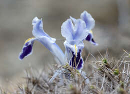 Слика од Iris stenophylla Hausskn. ex Baker