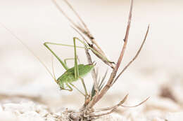 Image of sickle-bearing bush-cricket