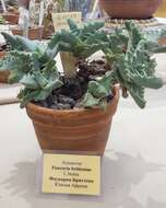 Image of Faucaria