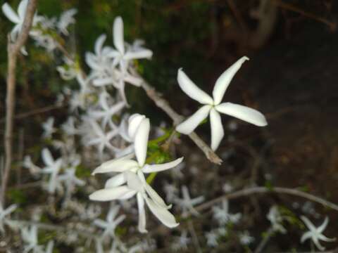 Image de Coffea benghalensis B. Heyne ex Schult.