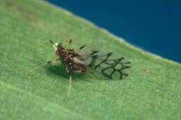 Image of Banana aphid