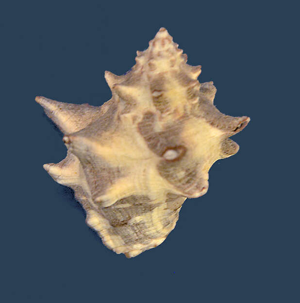 Image of humped rock shell