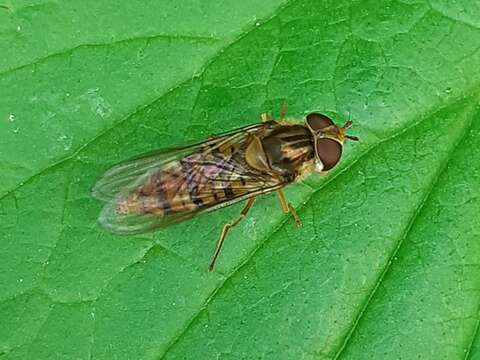 Image of Marmalade hoverfly