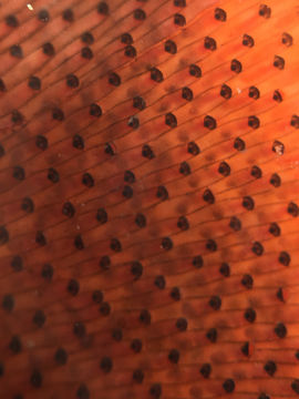 Image of Marine bryozoan