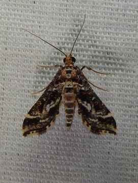 Image of <i>Diasemiopsis leodocusalis</i>