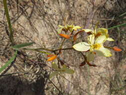 Image of Wachendorfia paniculata Burm.