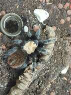 Image of Avicularia metallica