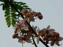 Image of Cassia bakeriana Craib