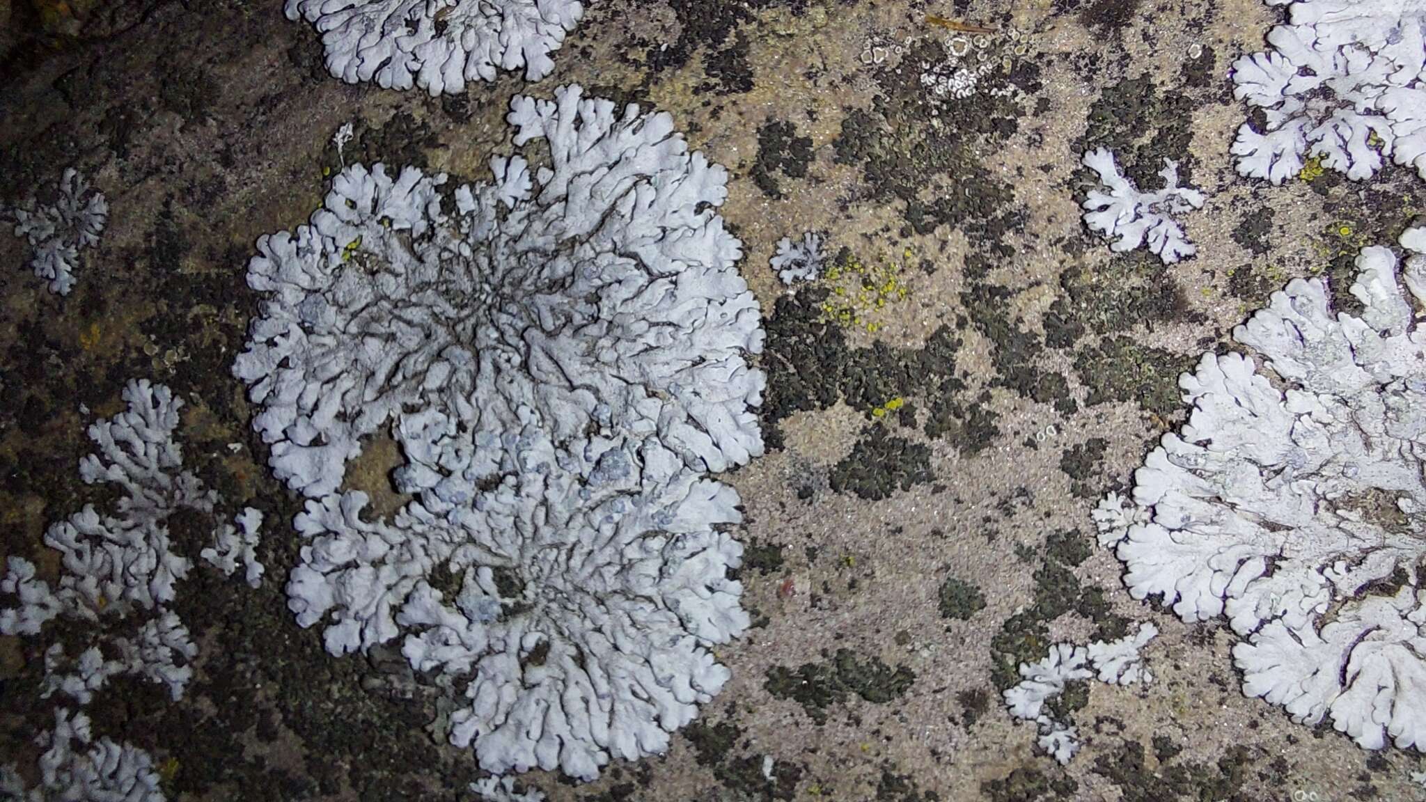 Image of Blue-gray rosette lichen